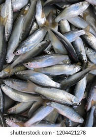 Green Backed Or Mugilidae Fishes At The Market, Saltwater Fish Species In Thailand