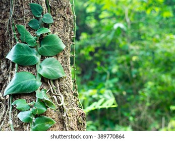 green background.