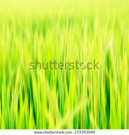 Similar – Image, Stock Photo Close-up of reed on the lake shore