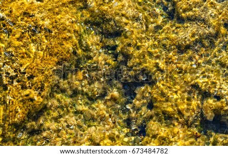 Green background of algae seaweed. Stone with bright seaweed closeup. Natural velvet texture of sea grass. Sea plant close image. Seaside rock texture.