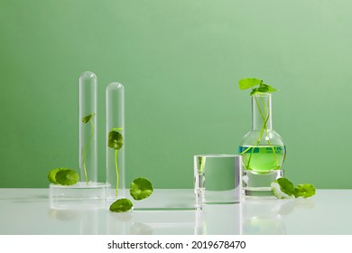 Green Background Centella asiatica for Biological experiment presentation Centella asiatica leaves, green water in biological test tubes. Production of cosmetics based on Centella asiatica. Showcase