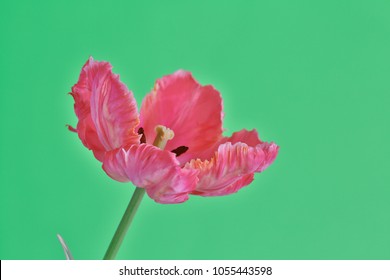 Green background with close up of a Surreal Pink Tulip