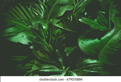 Green Background Concepts.Tropical Palm Leaves, Jungle Leaf Close Up