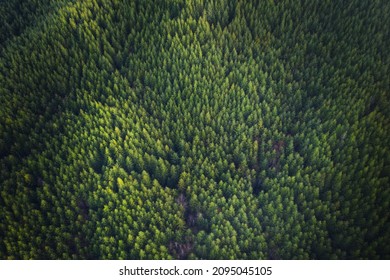 Green background Douglas Fir Trees in Oregon, aerial view 