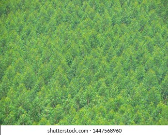 Green Background Of Eucalyptus Tree Tops. Tree Tops Pattern. Green Pattern.