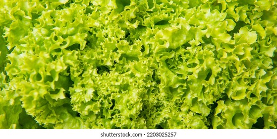 Green Background Of Healthy Leafy Lettuce Vegetable