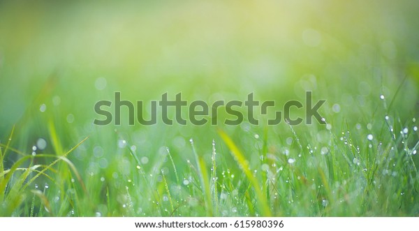 Green Background Image Nature Grass Flowers Stock Photo 615980396 ...