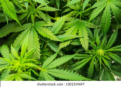 大麻草 Images Stock Photos Vectors Shutterstock