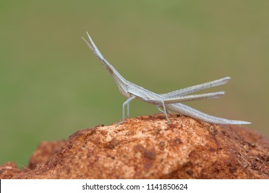 Green background Macro Stickbug