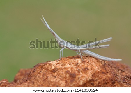 Green background Macro Stickbug