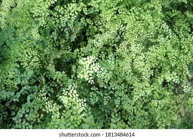 24 Adiantum latifolium lam Images, Stock Photos & Vectors | Shutterstock