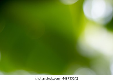 Green background and natural bokeh  Abstract gradient desktop wallpaper for text media presentation  