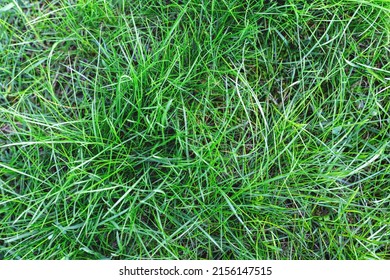 Green Background Of Natural Succulent Grass, Top View Of A Fresh Lawn