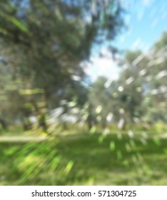  Green Background With Olive Tree In Puglia
