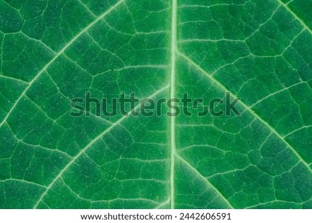 Green background, regular leaf structure close up