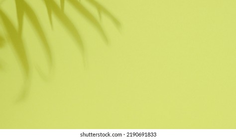 Green Background With A Shadow From A Palm Leaf For The Demonstration Of Cosmetics, Products. Promotion And Advertising. Top View, Flat Lay