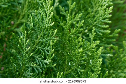 Green Background Of Small Twigs Of Thuja.