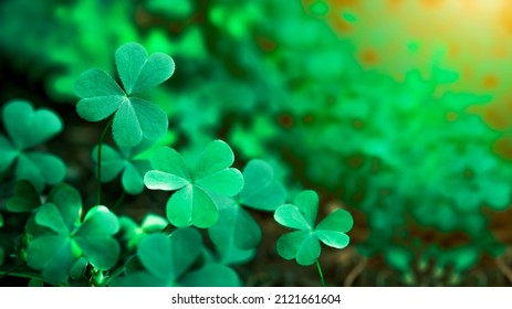 Green background with three-leaved shamrocks, Lucky Irish Four Leaf Clover in the Field for St. Patricks Day holiday symbol. with three-leaved shamrocks, St. Patrick's day holiday symbol. - Shutterstock ID 2121661604