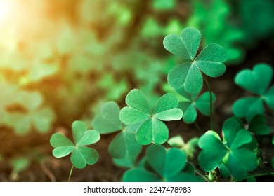 Green background with three-leaved shamrocks, Lucky Irish Four Leaf Clover in the Field for St. Patricks Day holiday symbol. with three-leaved shamrocks, St. Patrick's day holiday symbol. earth day. - Shutterstock ID 2247478983
