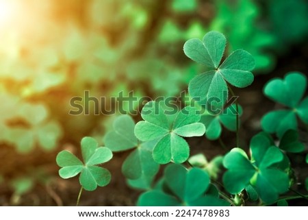 Green background with three-leaved shamrocks, Lucky Irish Four Leaf Clover in the Field for St. Patricks Day holiday symbol. with three-leaved shamrocks, St. Patrick's day holiday symbol. earth day.