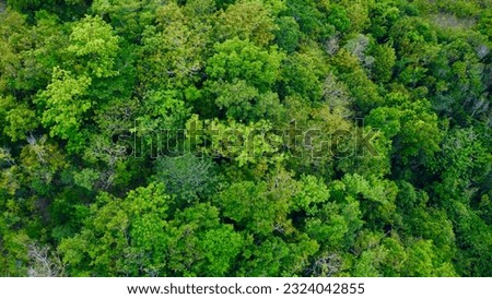 Green background. Top view of the forest. Aerial view of the treetops of a tropical rainforest.