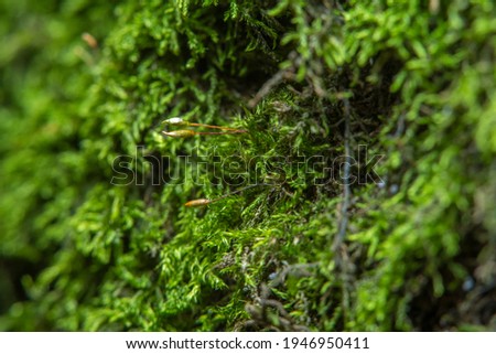 Green background with tree climacium moss in soft focus at high magnification. Highly visible sprouts of moss, sporangium and sporophyte. Beauty of nature and the environment. 