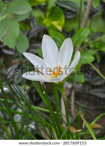 The green backgrounds complement the white flower beautifully. 