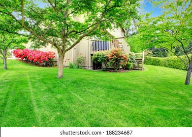 Green Backyard Garden With Trees, Trimmed Hedges And Blooming Bushes