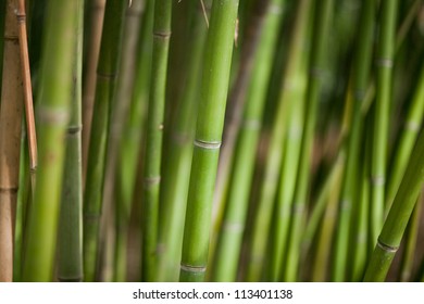 20,867 Light green colour bamboo background Images, Stock Photos ...