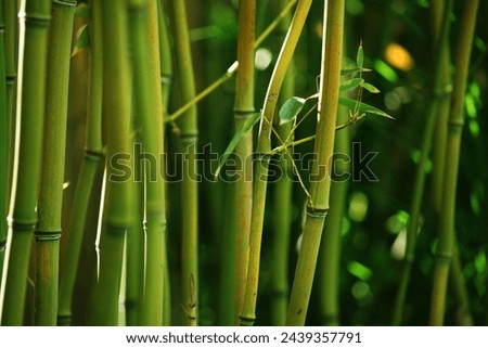green bamboo bouquet green twigs nature view of natural green abstract leaf plants on white