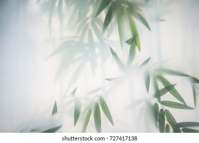 Green bamboo in the fog with stems and leaves behind frosted glass. Nature exotic background