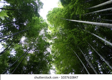 Green Bamboo Forest at Arashiyama, Kyoto, Japan
