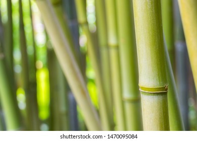 Green Bamboo Forest Closeup, Bambusoideae