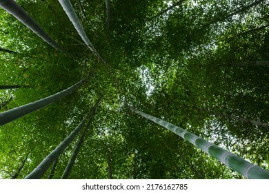 Green Bamboo Forest In Georgia. Top View