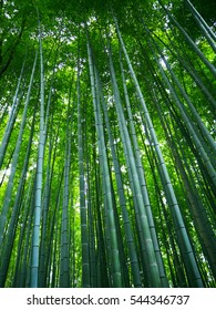 Green Bamboo Forest In Japan