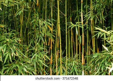 Green bamboo forest in Maui, Hawaii