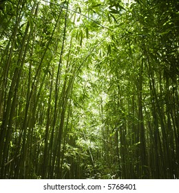 Green Bamboo Forest In Maui, Hawaii.