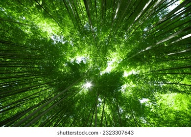 A green bamboo forest in spring sunny day wide and top shot - Powered by Shutterstock