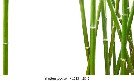 Lucky Bamboo Isolated On White Background Stock Photo 23963434 ...