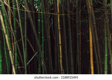 A green bamboo grove with the sun among the trunks. - Shutterstock ID 2188925495