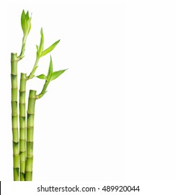 green bamboo isolated
