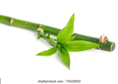 green bamboo isolated on white