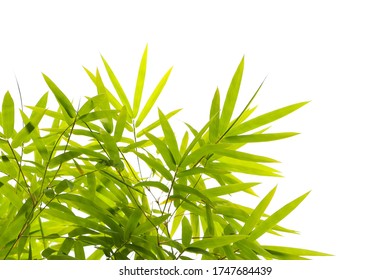 248,937 Green bamboo leaves Images, Stock Photos & Vectors | Shutterstock