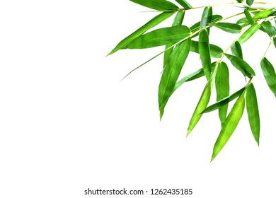 Green Bamboo Leaves Stock Photo 1262435185 | Shutterstock