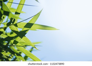 Green bamboo leaves against blue sky background, close up - Shutterstock ID 1132473890