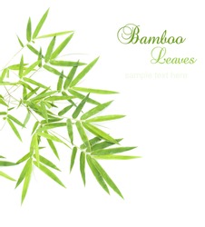 Green Bamboo Leaves Isolated On White Background With Sample Text For Design