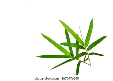 Bamboo Leaves: imagens, fotos e vetores stock | Shutterstock