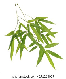 Green bamboo leaves isolated on white background 