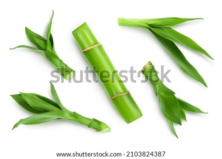 Green bamboo with leaves isolated on white background with clipping path and full depth of field. Top view. Flat lay