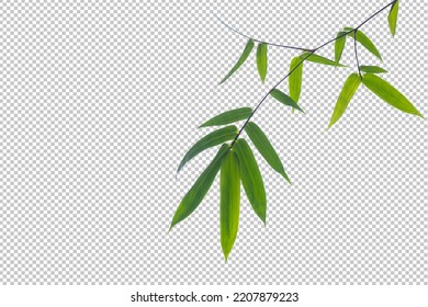 Green bamboo leaves on isolated white background. leaf object clipping path.